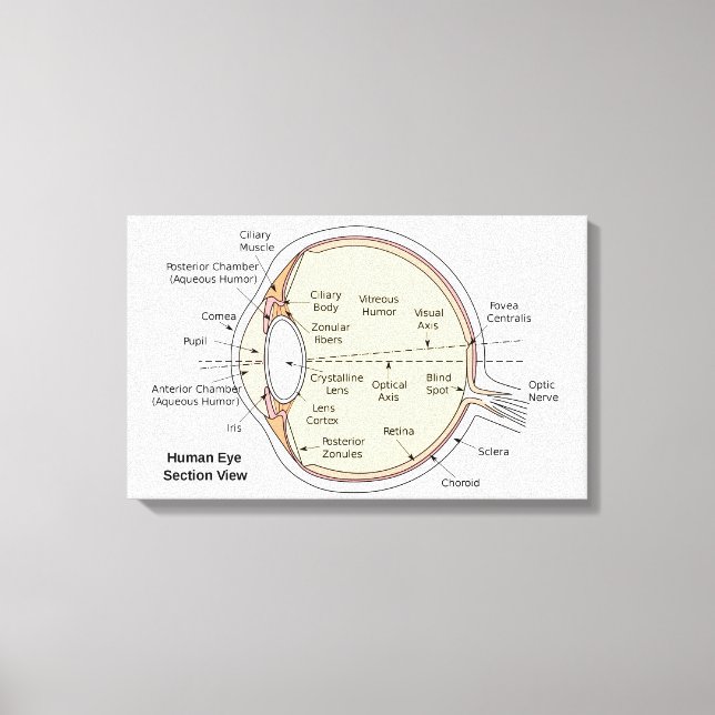 Toile Diagramme anatomique du ballon oculaire humain en  (Recto)