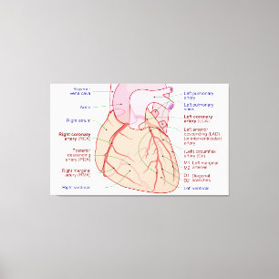 Toile Diagramme de circulation des artères coronaires Co