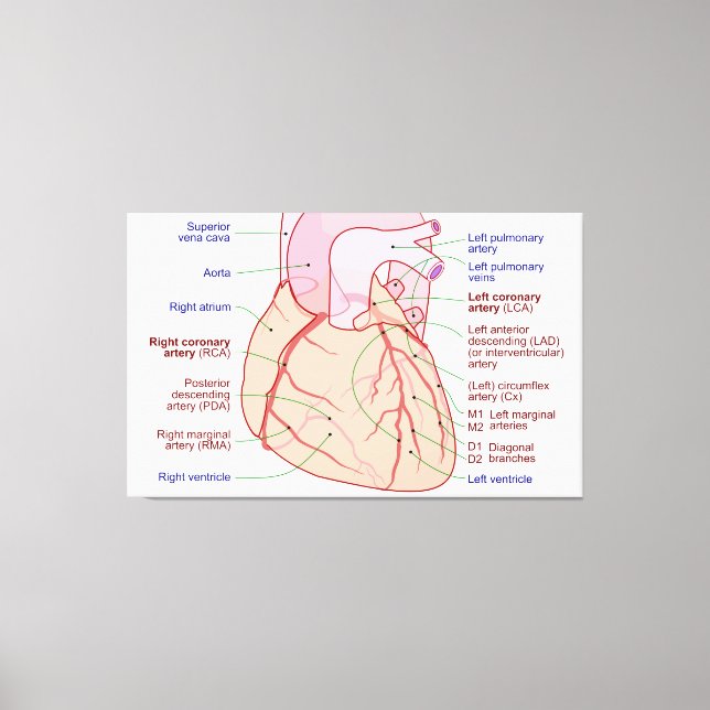 Toile Diagramme de circulation des artères coronaires Co (Recto)