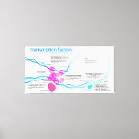 Diagramme des facteurs de transcription génétique