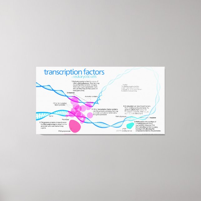 Toile Diagramme des facteurs de transcription génétique (Recto)