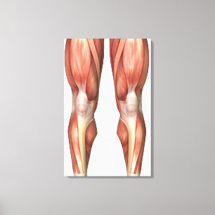 Toile Diagramme illustrant des groupes de muscle sur