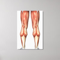 Diagramme illustrant les groupes de muscles de la