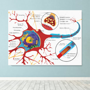 Toile Diagramme Neurone complet Cellule nerveuse Système