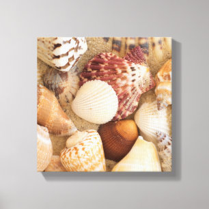 Toile Disposition de coquillage
