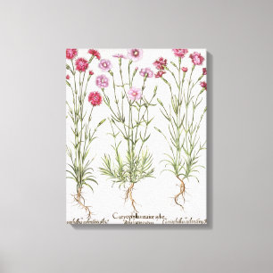 Toile Diverses variétés d'oeillets, du 'Hortus Ey