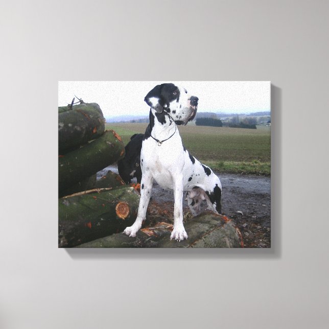 Toile Dogge allemand, Great Dane, chiens, Dogue Allemand (Recto)