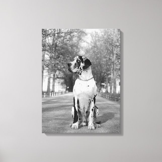 Toile Dogue Allemand tacheté (Recto)