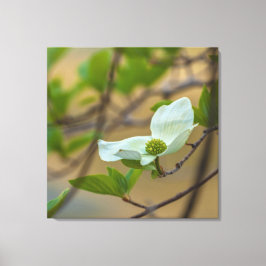 Toile Dogwood Pacifique