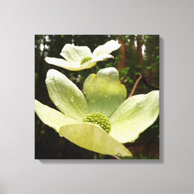 Toile Dogwoods et séquoias dans le parc national Yosemit (Recto)