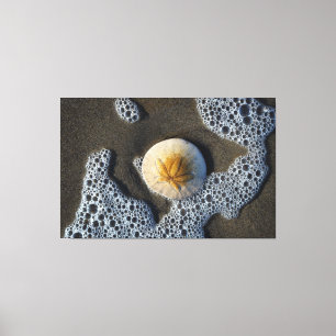 Toile Dollar de sable dans le Surf Beach Canvas Art Phot