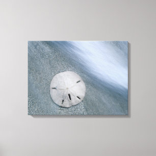 Toile Dollar de sable sur la plage Île de Sanibel, Flo