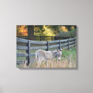 Toile Donkey dans un champ d'automne