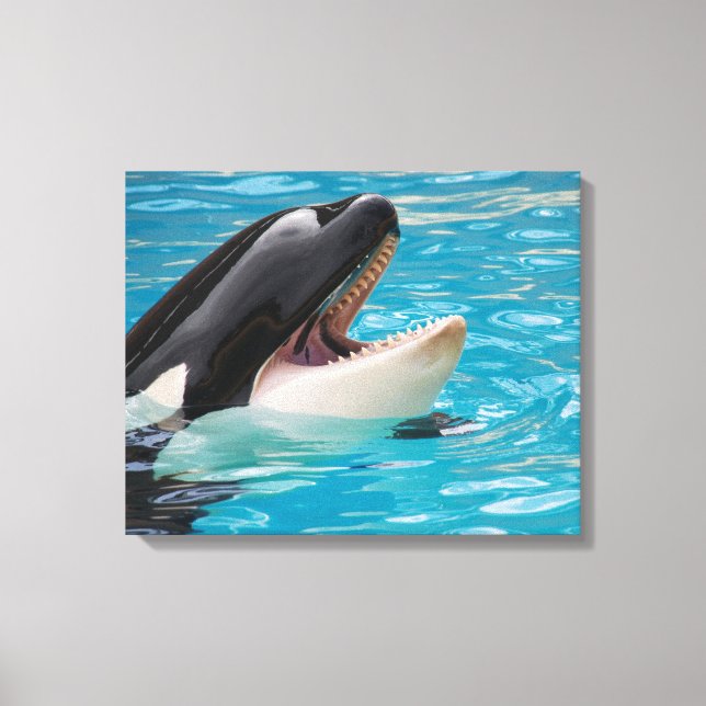 Toile d'Orca (Recto)