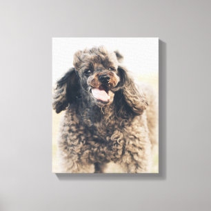 Toile Doux Poodle Chien Visage Sourire souriant