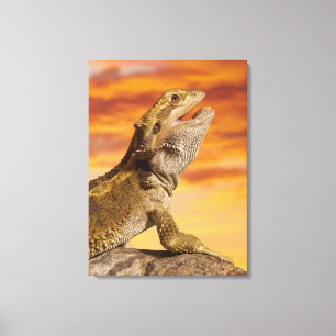 Toile Dragon barbu (Pogona Vitticeps) sur la roche,