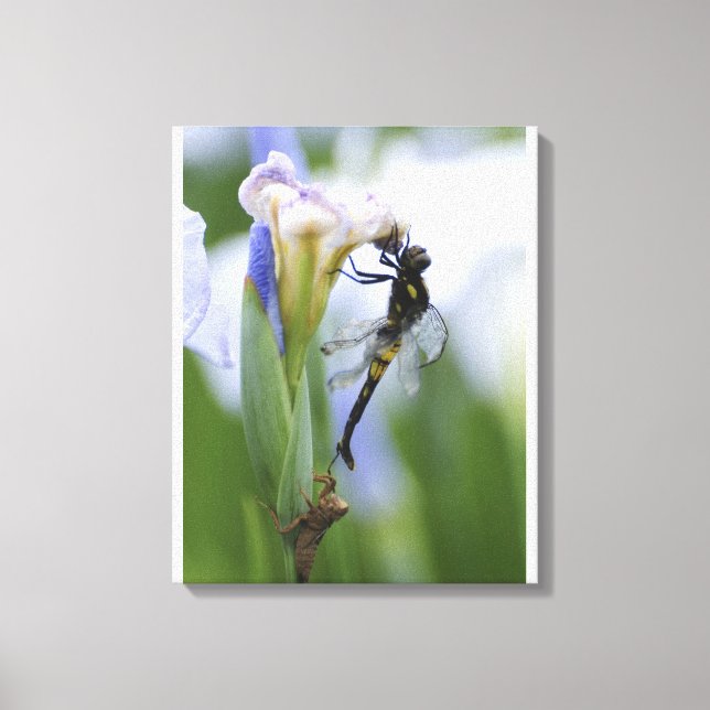 Toile Dragonfly sur iris (Recto)