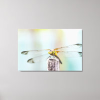Dragonfly (Sympetrum infuscatum)