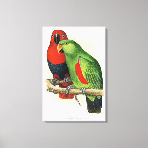 Toile Eclectus de Nouvelle-Guinée, perroquets,