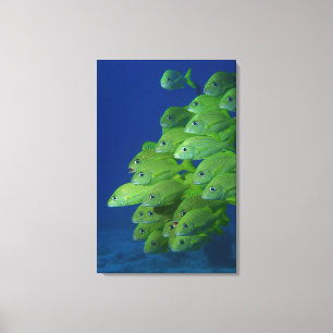 Toile Ecole de grunts bleus français et marguerites