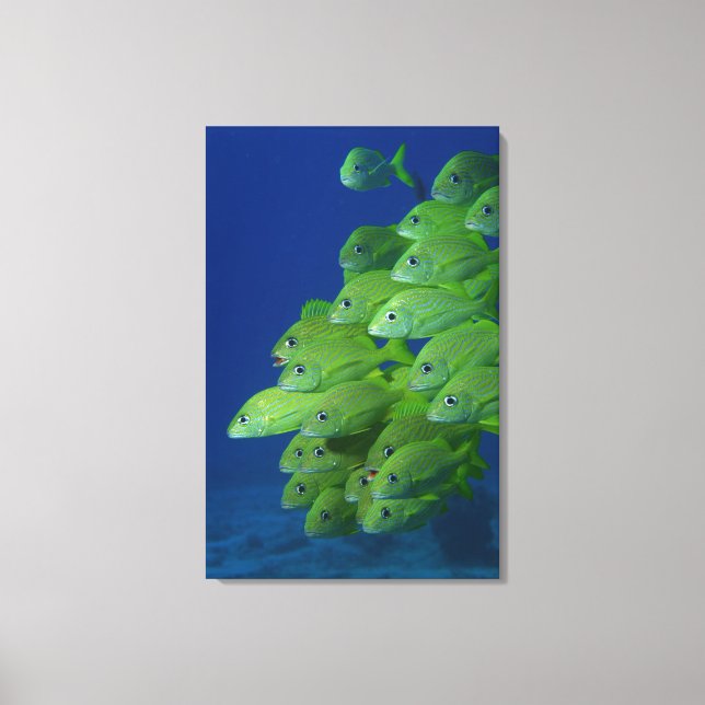 Toile Ecole de grunts bleus français et marguerites (Recto)