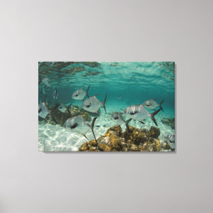 Toile École de poissons permis