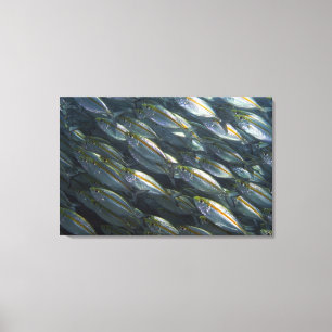 Toile École des crics jaunes (Carangoides)