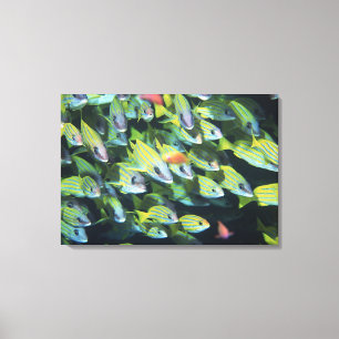 Toile École des poissons 13