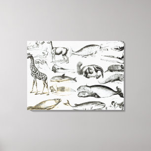 Toile Edentata de cétacé