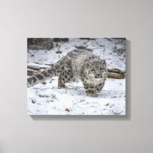 Toile Égrappage de CUB de léopard de neige