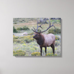 Toile Élan d'Amérique   Parc national des Rocheuses, Col