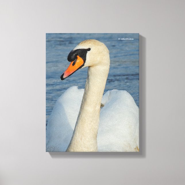 Toile Elégant cygne muet sur le lac (Recto)