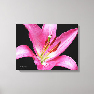 Toile Élégante Lys Lilium Lilium Oriental Rose Stargazer