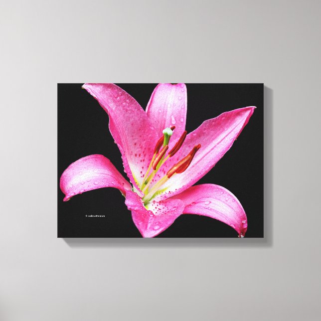 Toile Élégante Lys Lilium Lilium Oriental Rose Stargazer (Recto)
