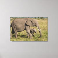 Éléphant d'Afrique et éléphanteau (Loxodonta afric