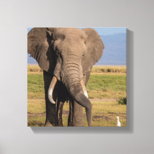 Toile Éléphant en recherche