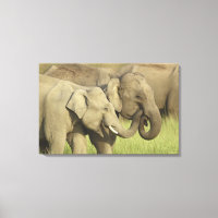 Eléphants d'Asie indienne