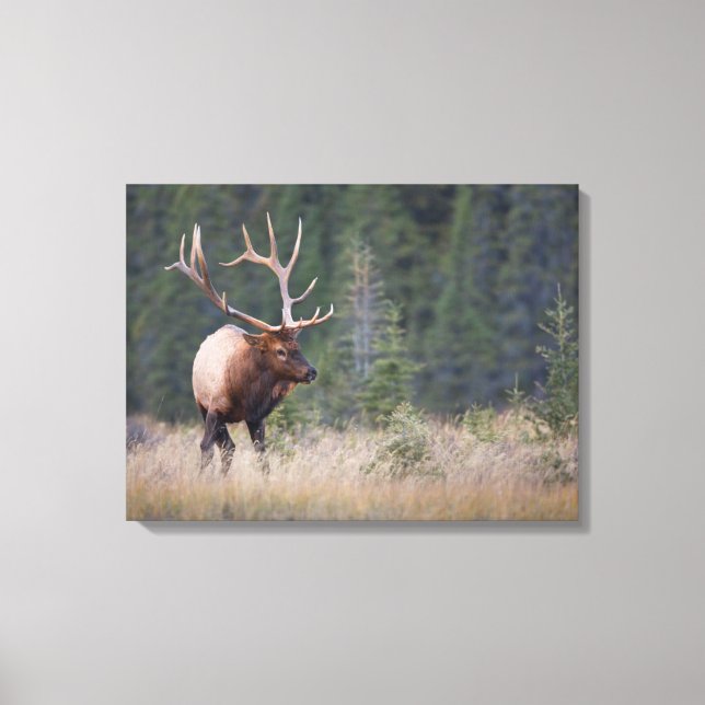 Toile Elk de montagne Rocky (Recto)