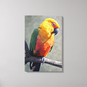 Toile emballée de Conure de Jenday