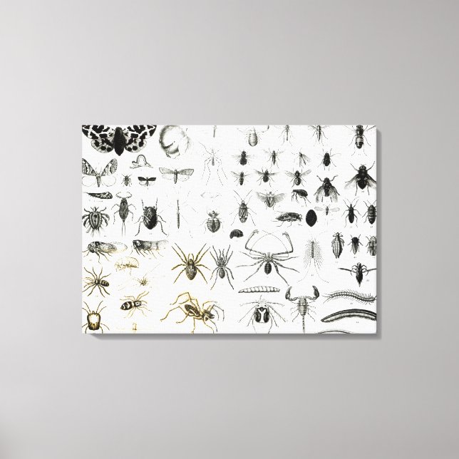 Toile Entomologie, Myriapoda et Arachnida (Recto)