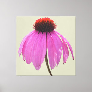 Toile - Enveloppée - Confleur pourpre - Echinacea