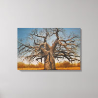Toile Enveloppée De Baobab
