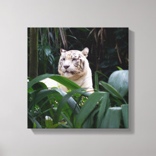Toile enveloppée par tigre blanc