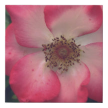 Toile Enveloppée Rose Rose Faux