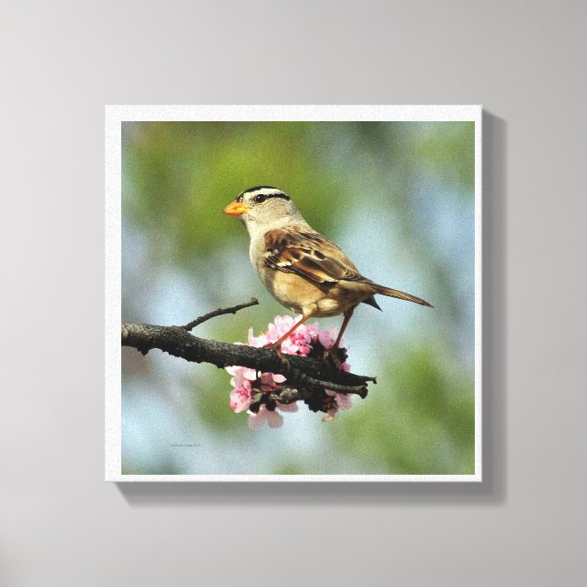 Toile Épervier blanc (Recto)