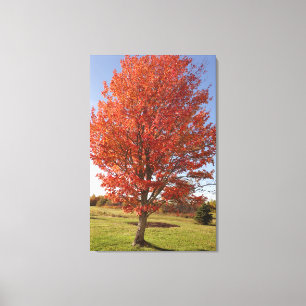 Toile Érable d'automne avec feuilles rouges en feu