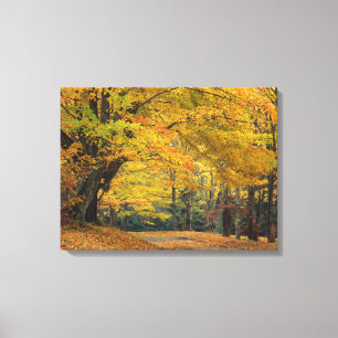 Toile Érable d'automne surplombant une allée de campagne