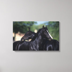 Toile Éraflure arabe de cheval