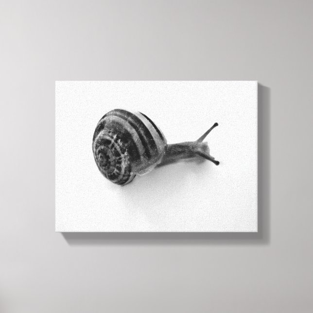 Toile escargot (Recto)