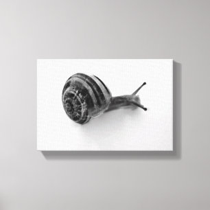 Toile escargot